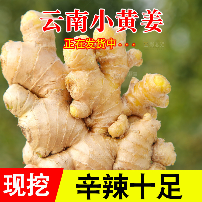 浅底上的小黄姜
