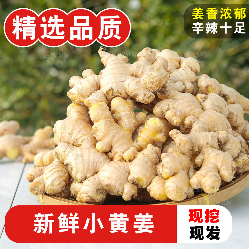 浅底上的小黄姜