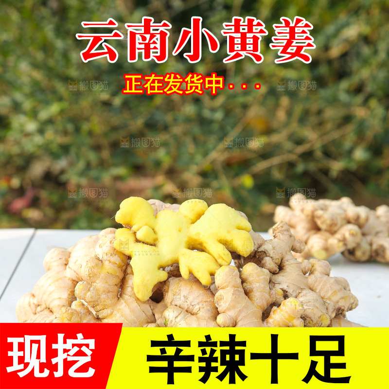 浅底上的小黄姜