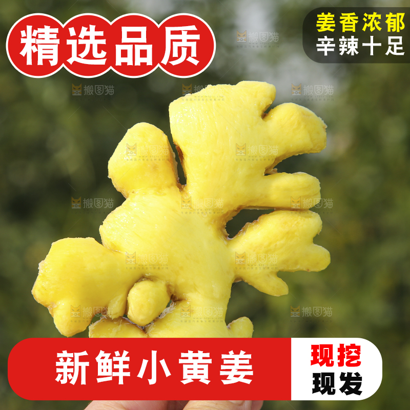 浅底上的小黄姜