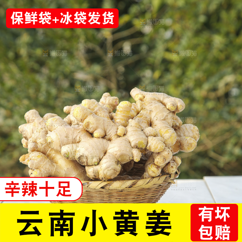 浅底上的小黄姜