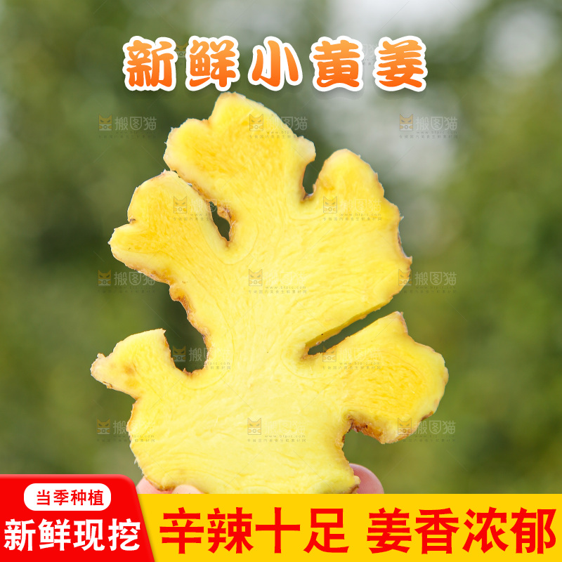 浅底上的小黄姜