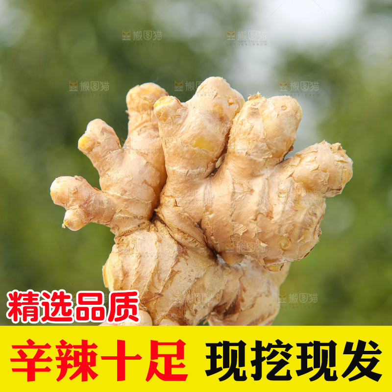 浅底上的小黄姜
