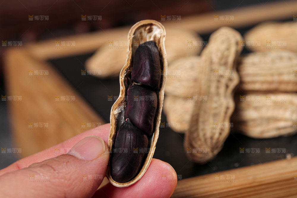 深底上的黑花生黑花生