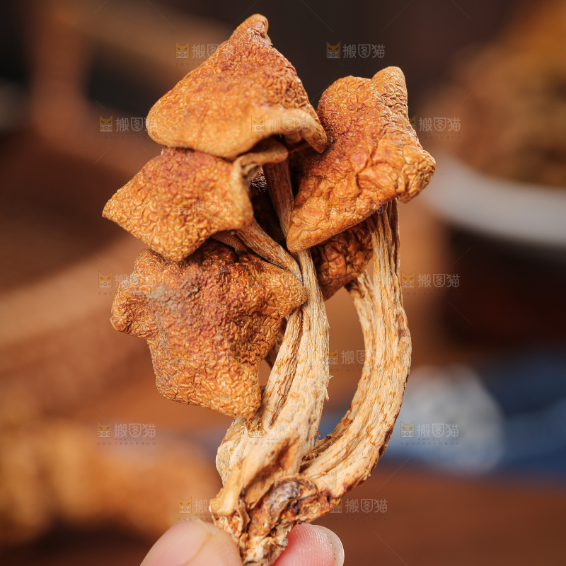 深底上的滑子菇