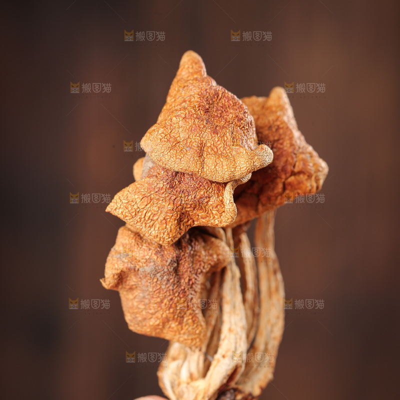 深底上的滑子菇