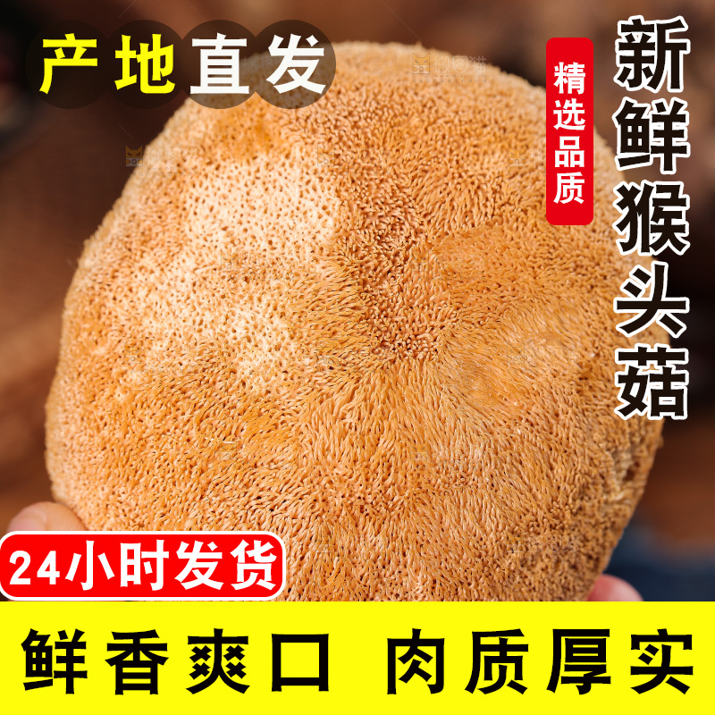 深底上的猴头菇