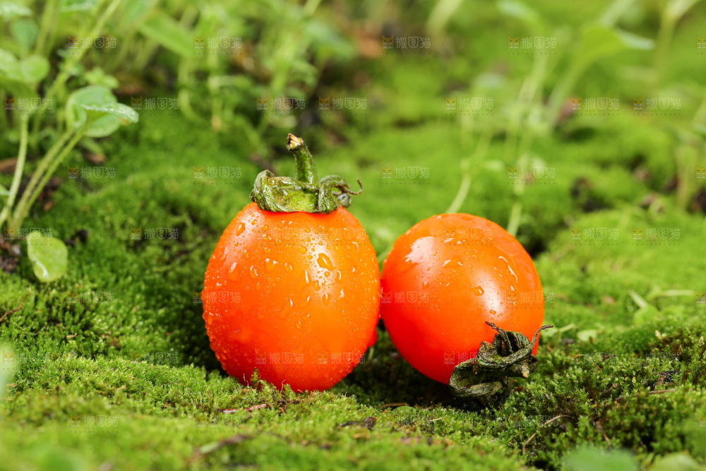 浅底上的小番茄