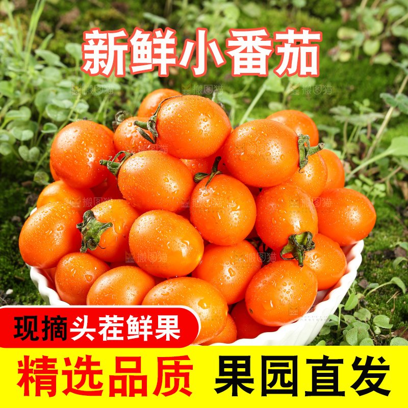 浅底上的小番茄