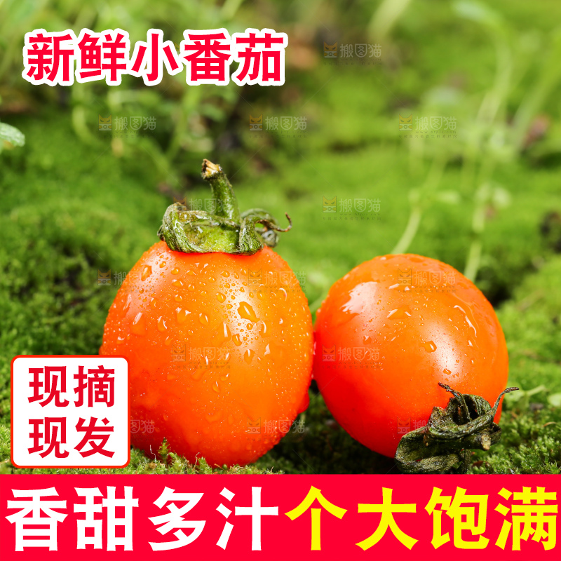 浅底上的小番茄
