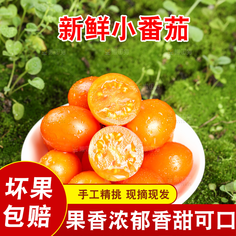 浅底上的小番茄