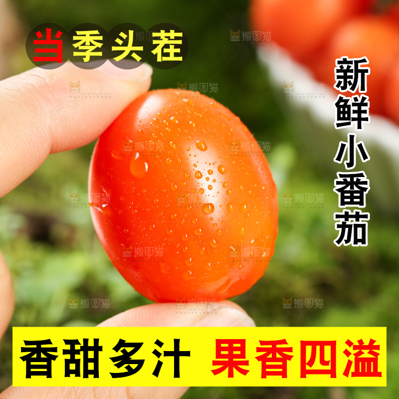 浅底上的小番茄