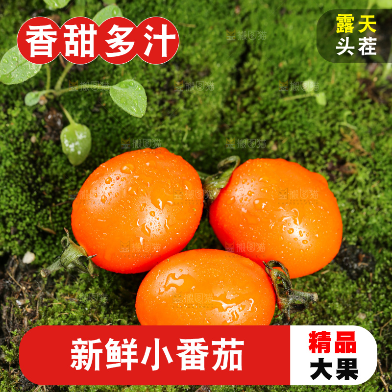 浅底上的小番茄