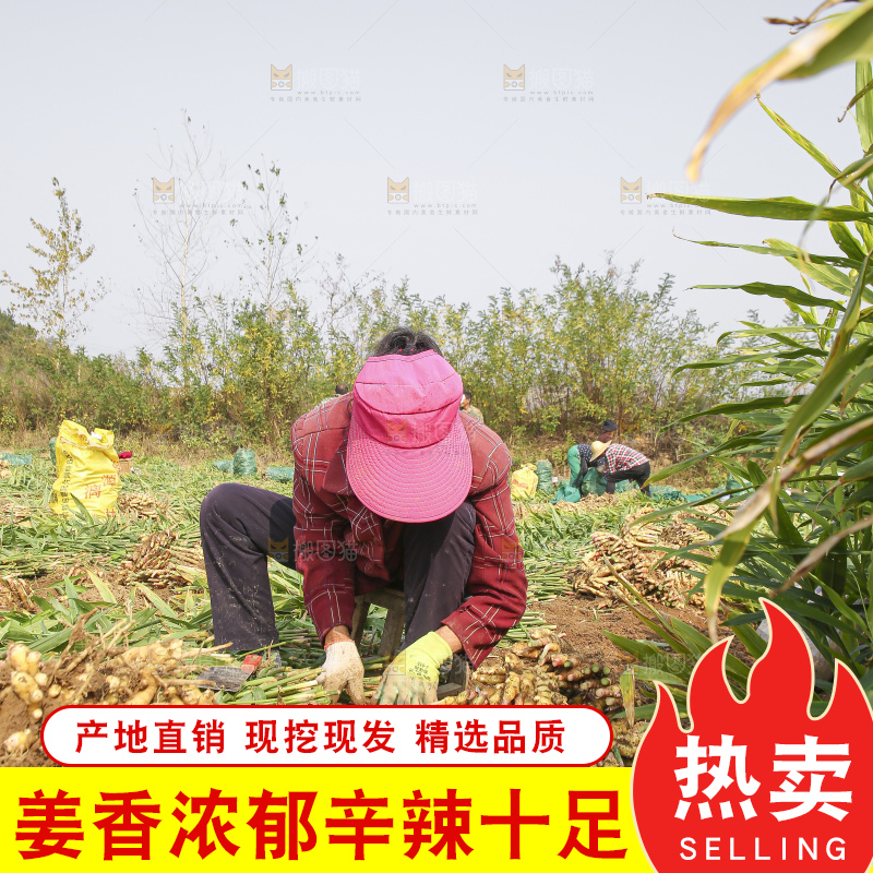 小黄姜产地