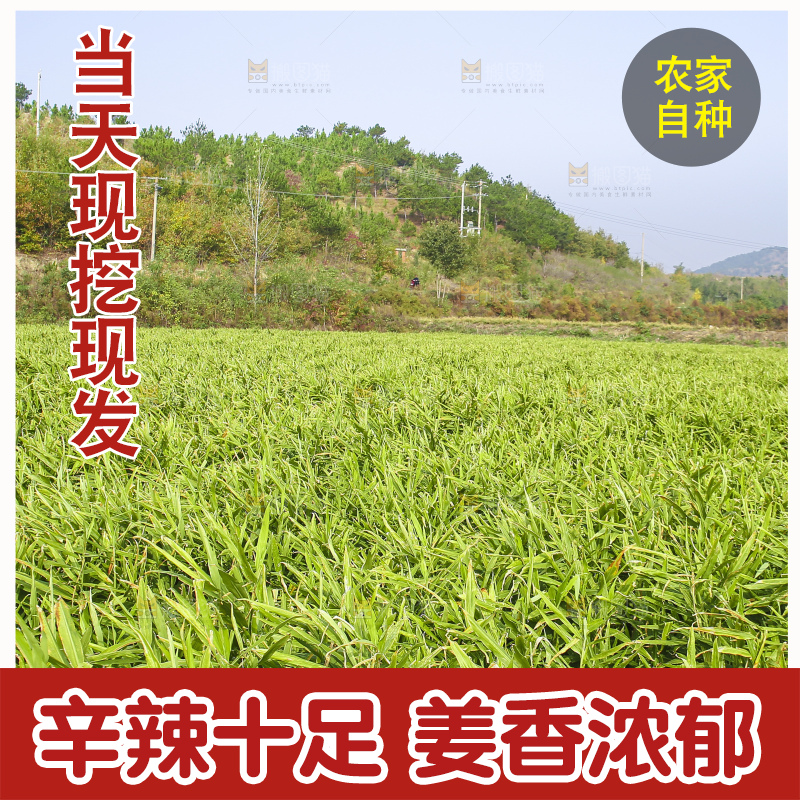 小黄姜产地