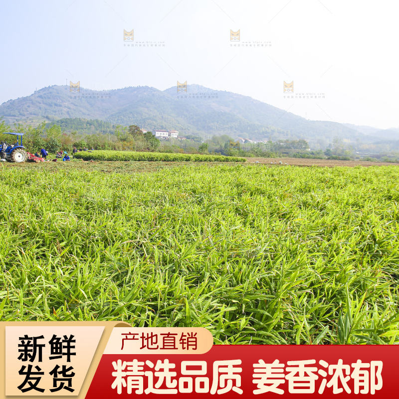 小黄姜产地