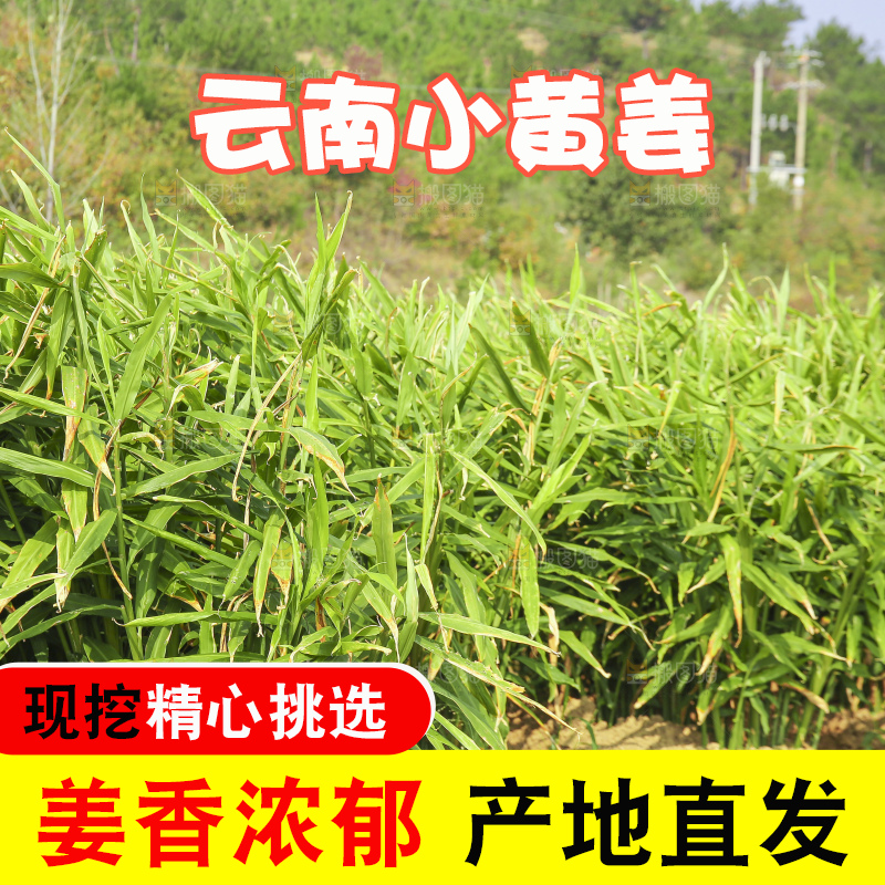 小黄姜产地
