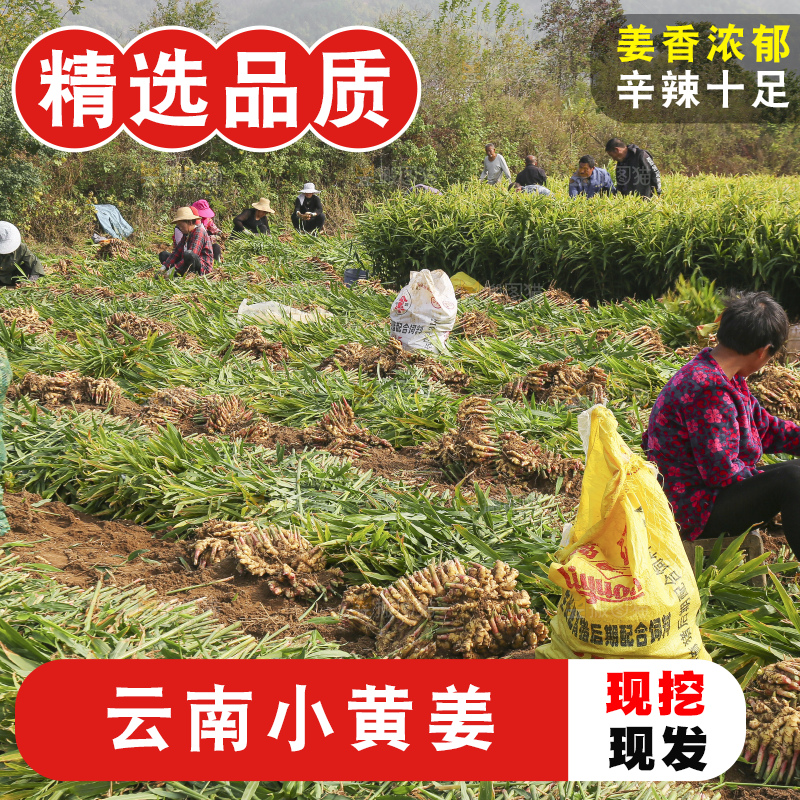 小黄姜产地