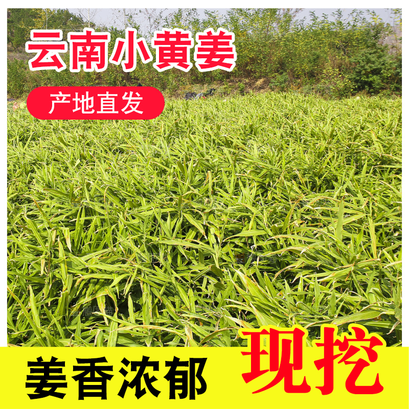 小黄姜产地