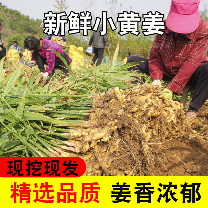 小黄姜产地