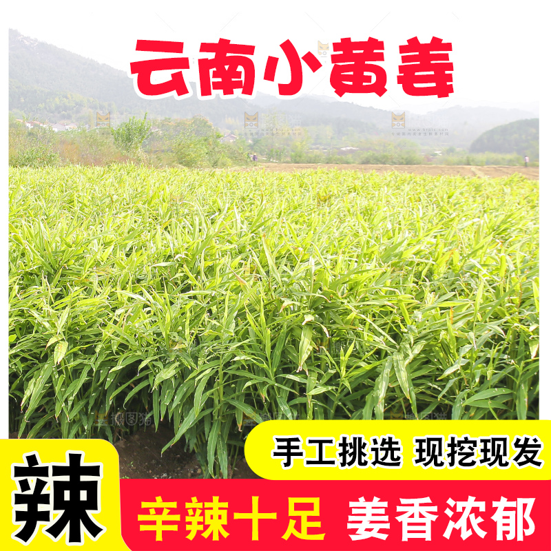 小黄姜产地