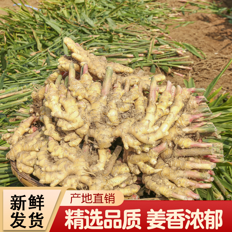 小黄姜产地