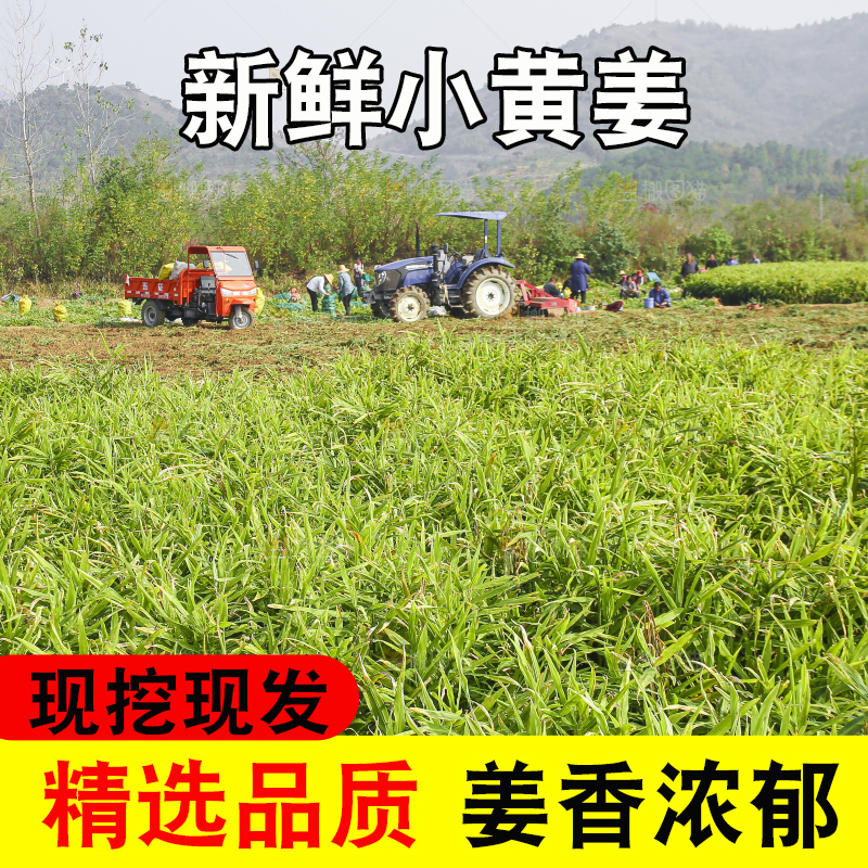 小黄姜产地