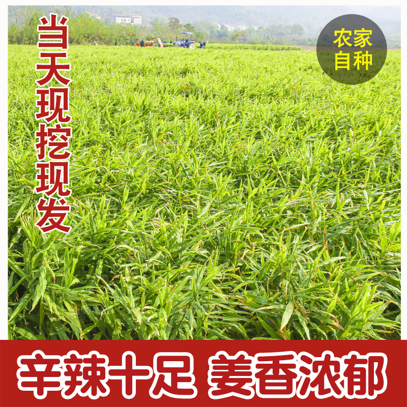小黄姜产地
