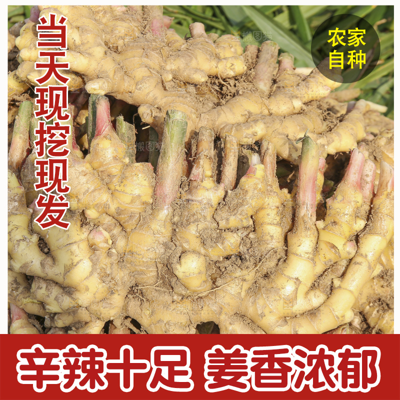 小黄姜产地