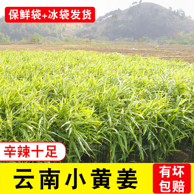 小黄姜产地