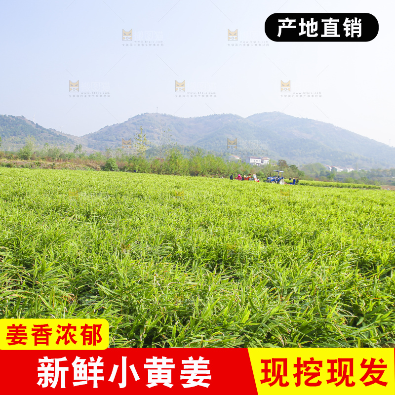小黄姜产地
