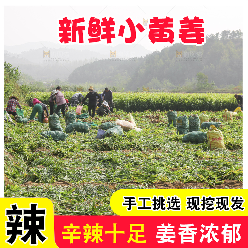 小黄姜产地