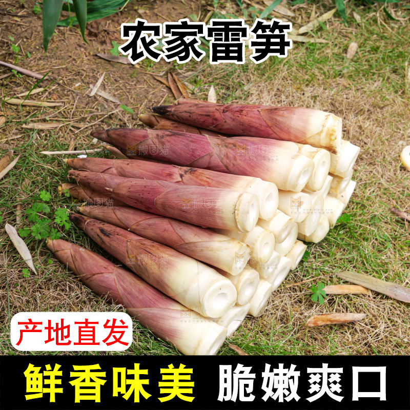 手里拿着新鲜的雷竹笋