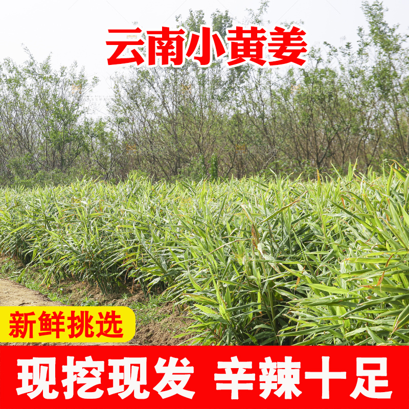 小黄姜产地