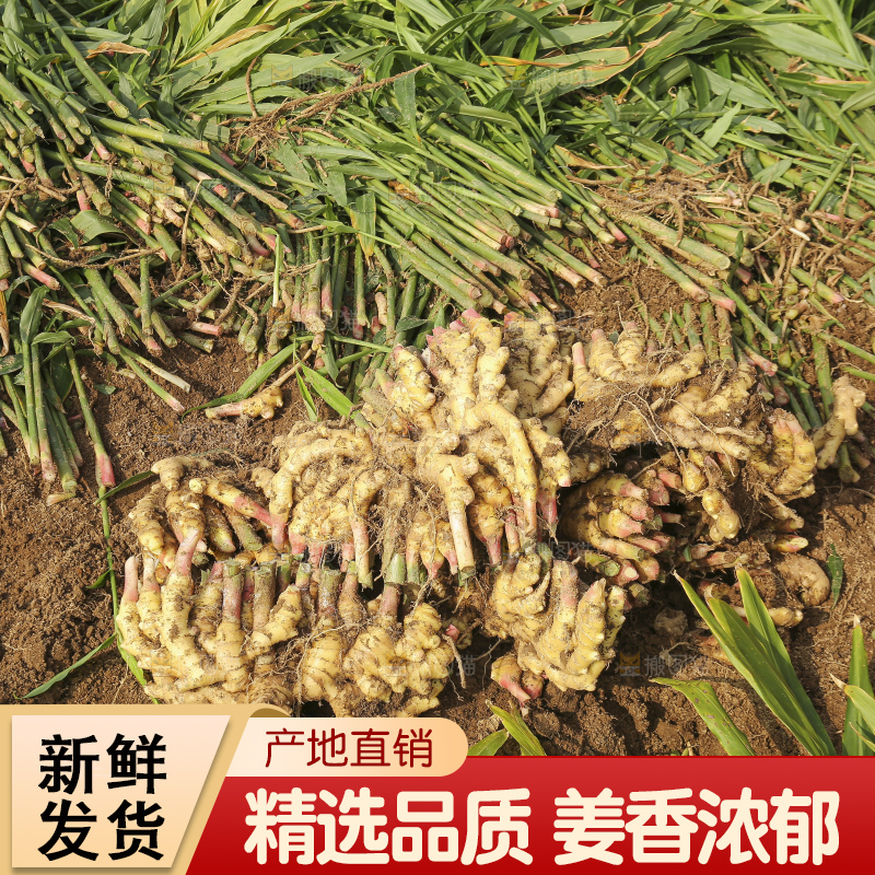 小黄姜产地