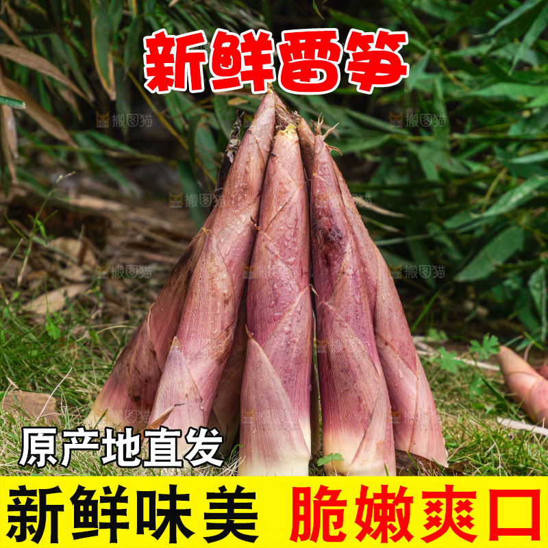 手里拿着新鲜的雷竹笋