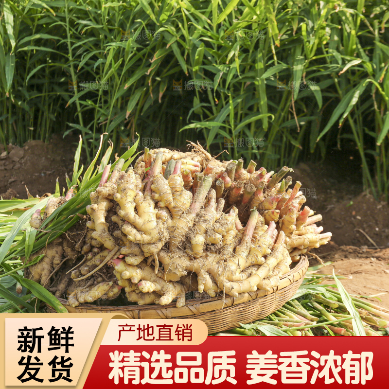 小黄姜产地