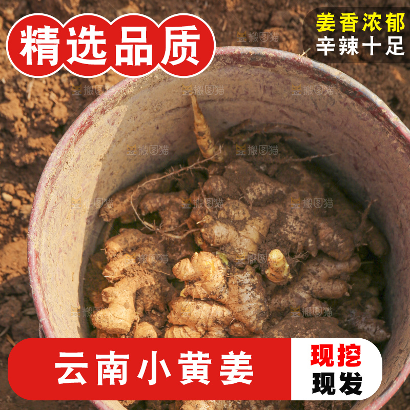 小黄姜产地