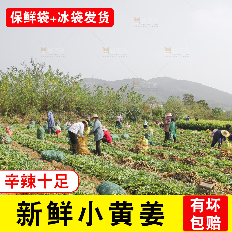 小黄姜产地