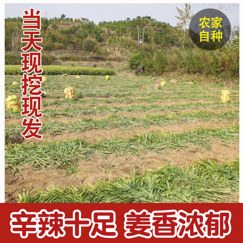 小黄姜产地