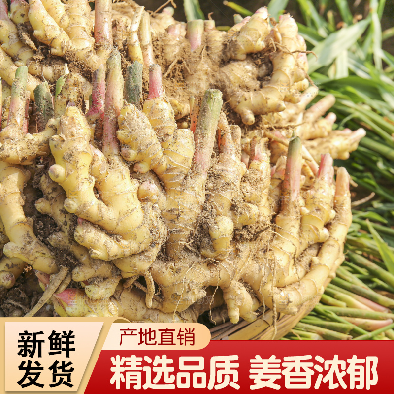 小黄姜产地