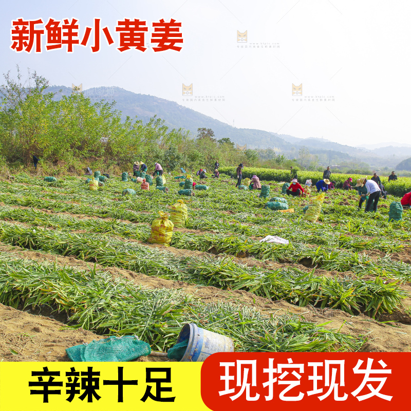 小黄姜产地