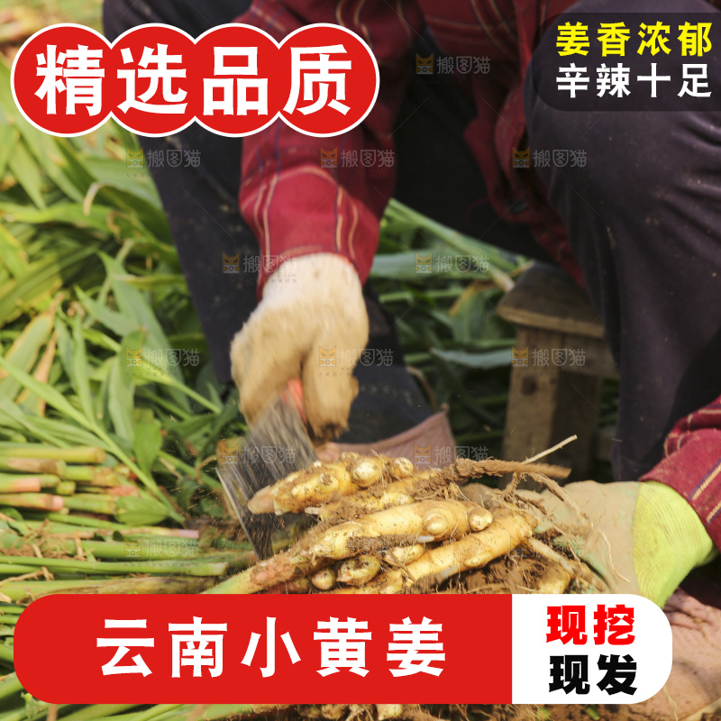 小黄姜产地