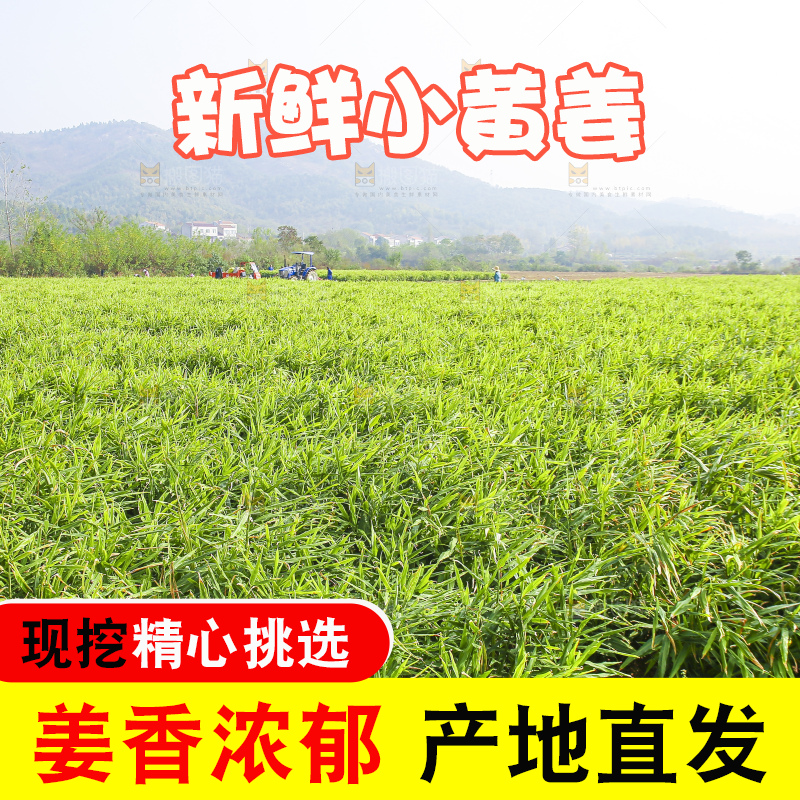 小黄姜产地