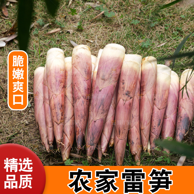 手里拿着新鲜的雷竹笋