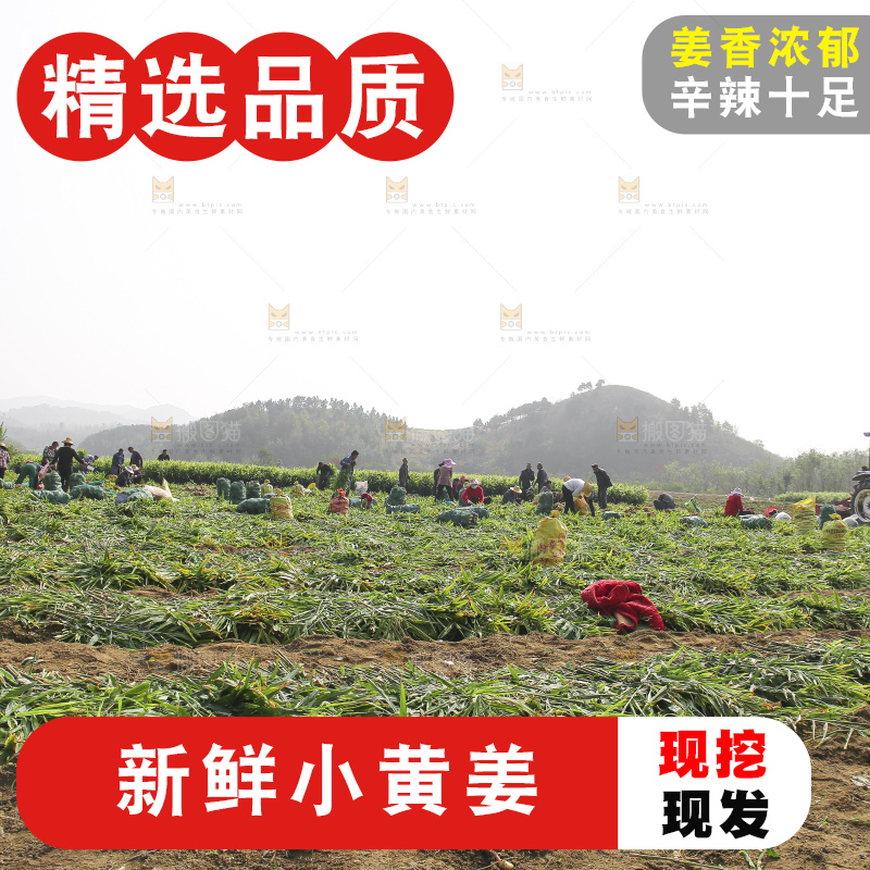 小黄姜产地
