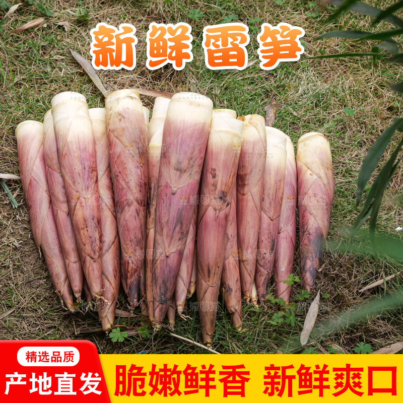 手里拿着新鲜的雷竹笋