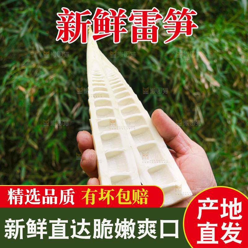 手里拿着新鲜的雷竹笋