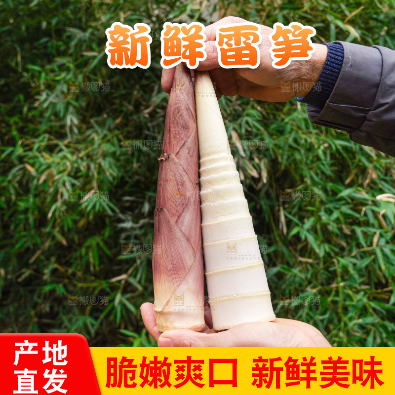 手里拿着新鲜的雷竹笋