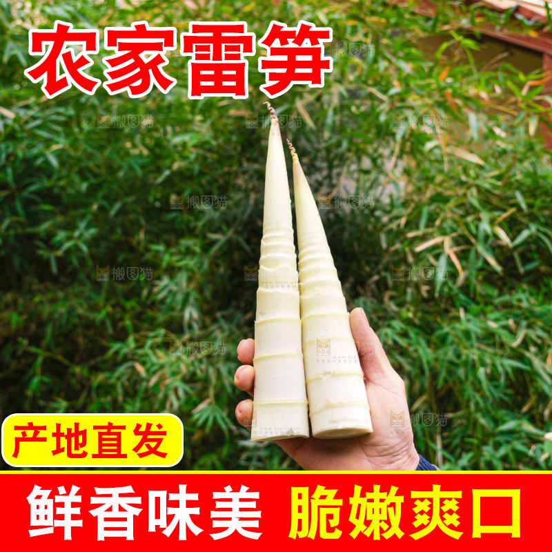 手里拿着新鲜的雷竹笋